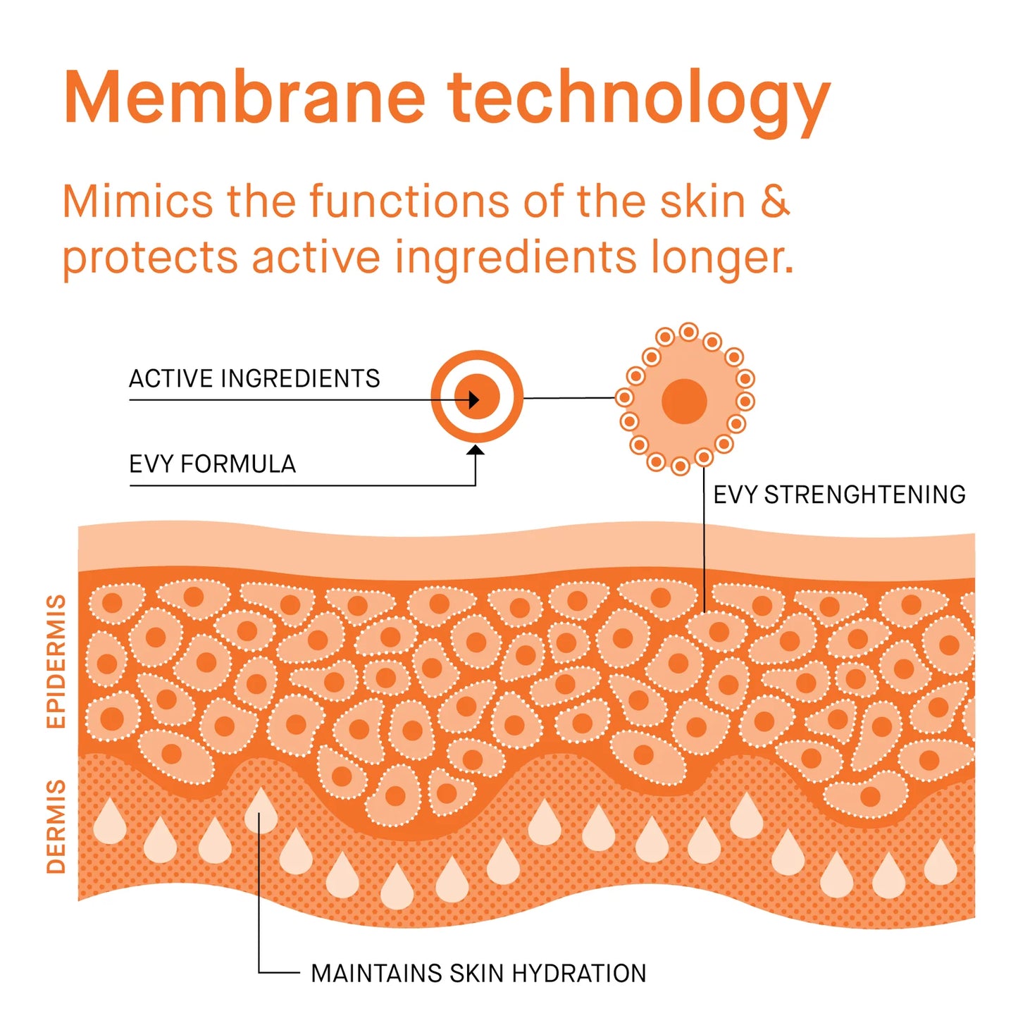 Daily Moisture SPF 30